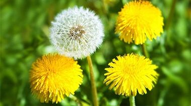 metody usuwania brodawczaków za pomocą środków ludowych